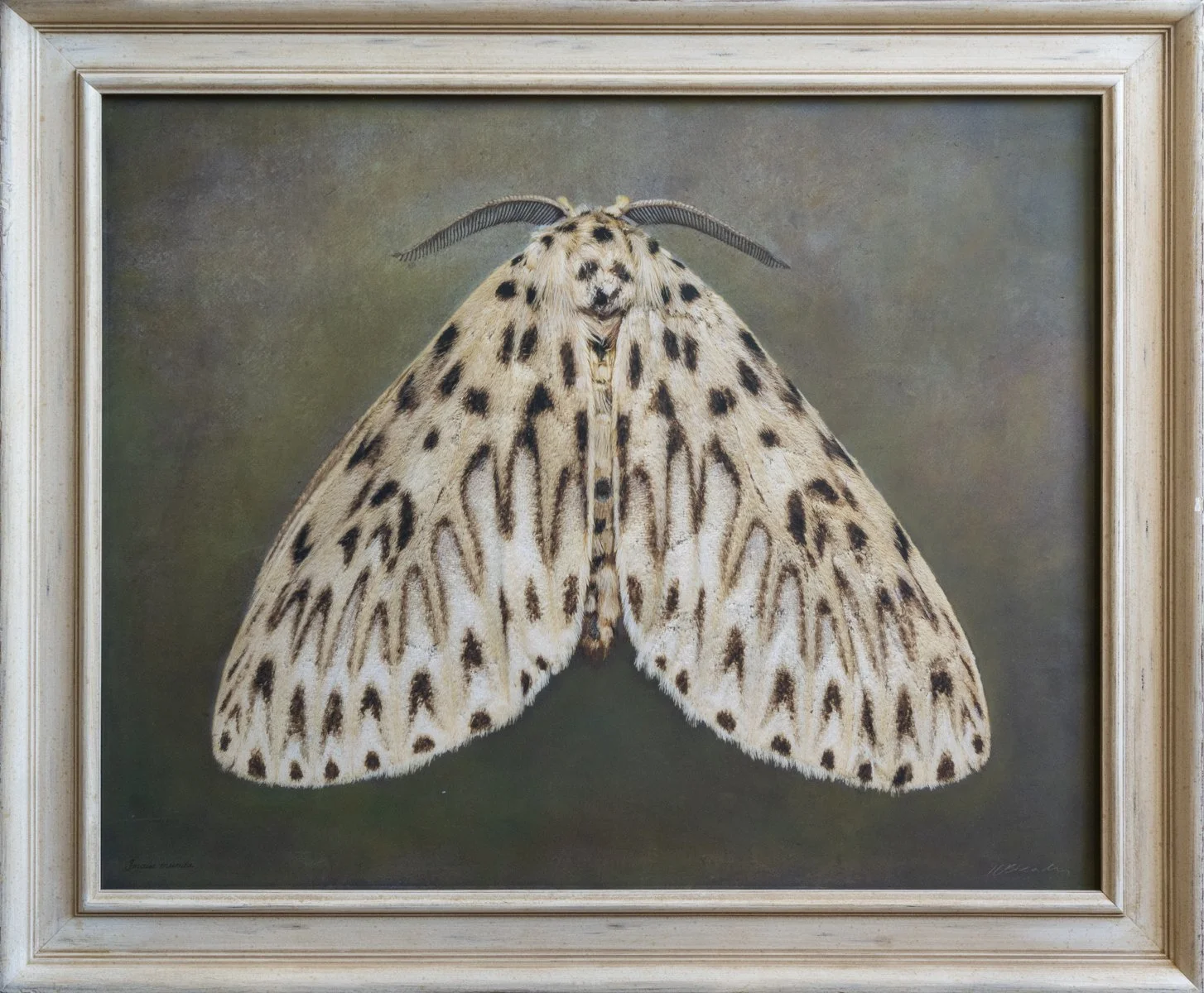  Imaus munda a   Image size 24 x 30 “  Edition of 20 