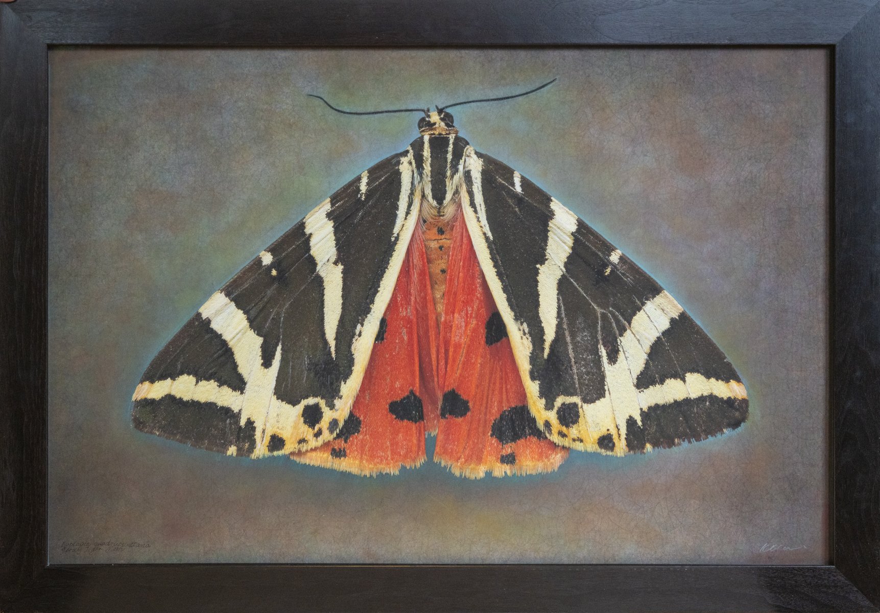   Euplagia quadripunnctaria, J ersey Tiger Moth  Image size 24 x 36”  Edition of 20 