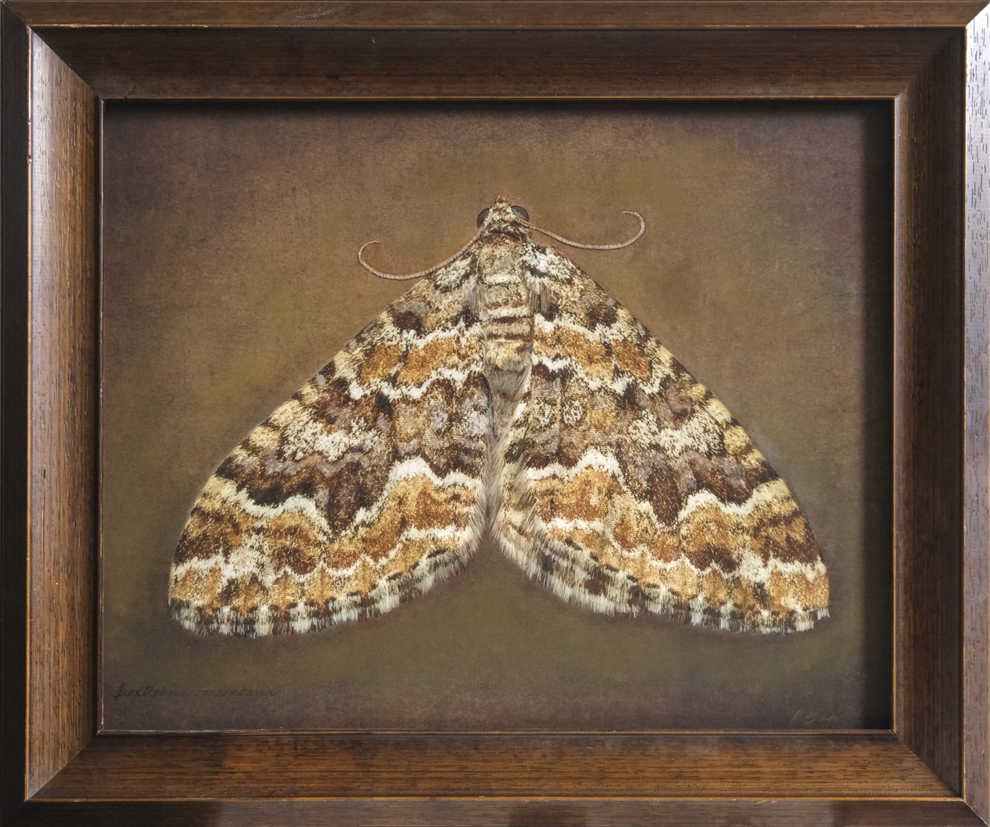   Juxtephria consentaria   Image size 16 x 20”   Edition of 20 