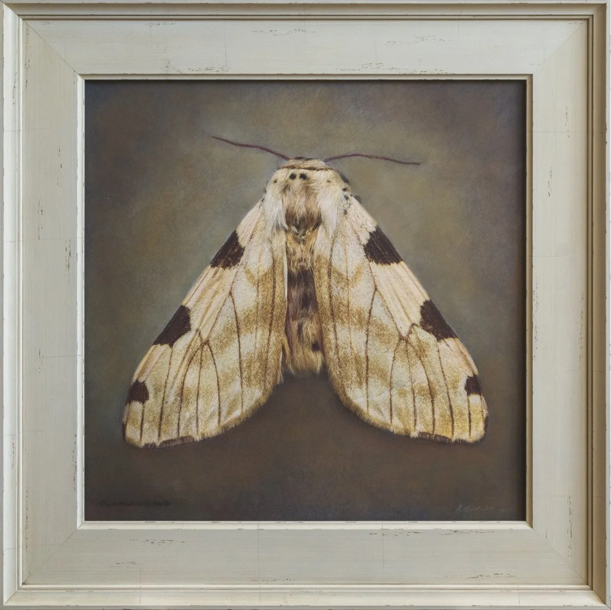   Disparctia varicoso   Image size 20 x 20  Edition of 20 