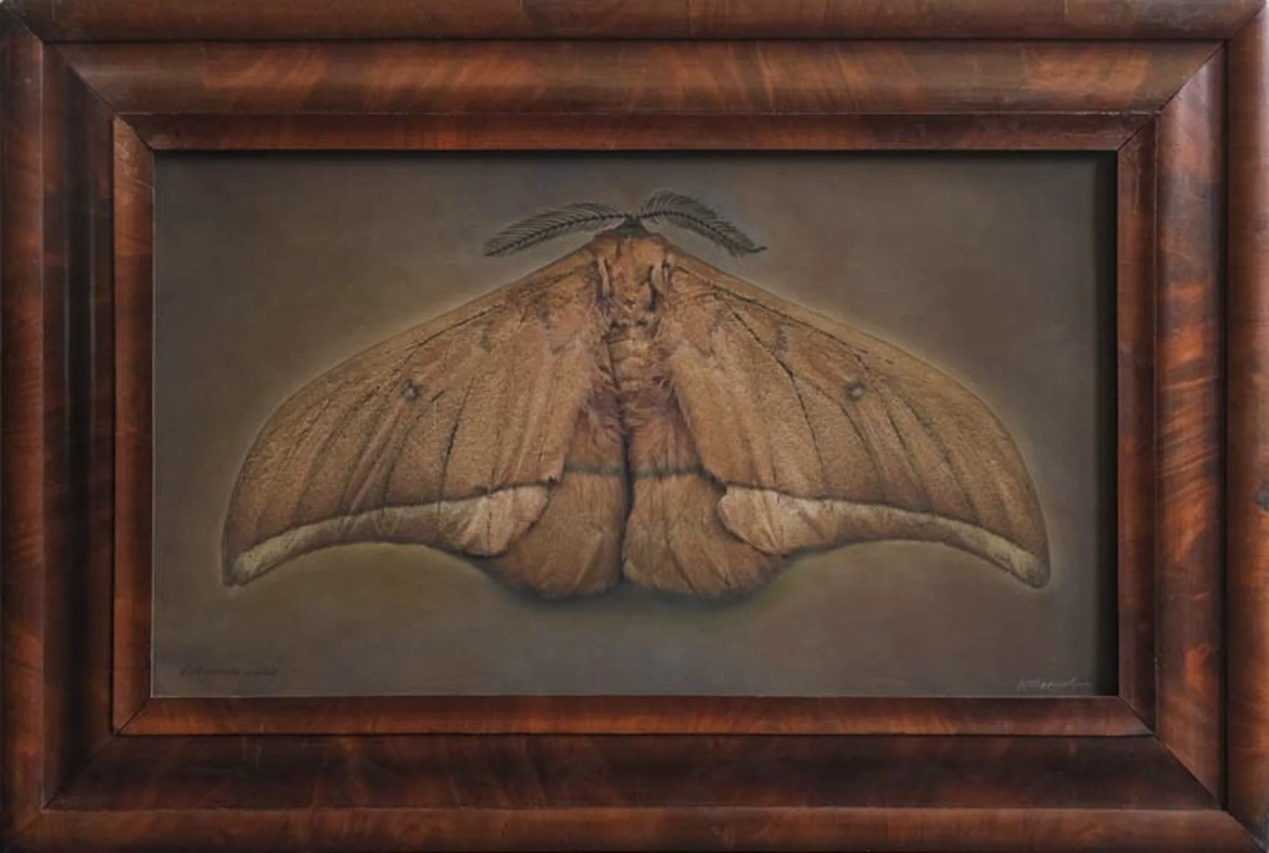   Lobobunaea acetes   Image size 18 x 26”  Edition of 20 