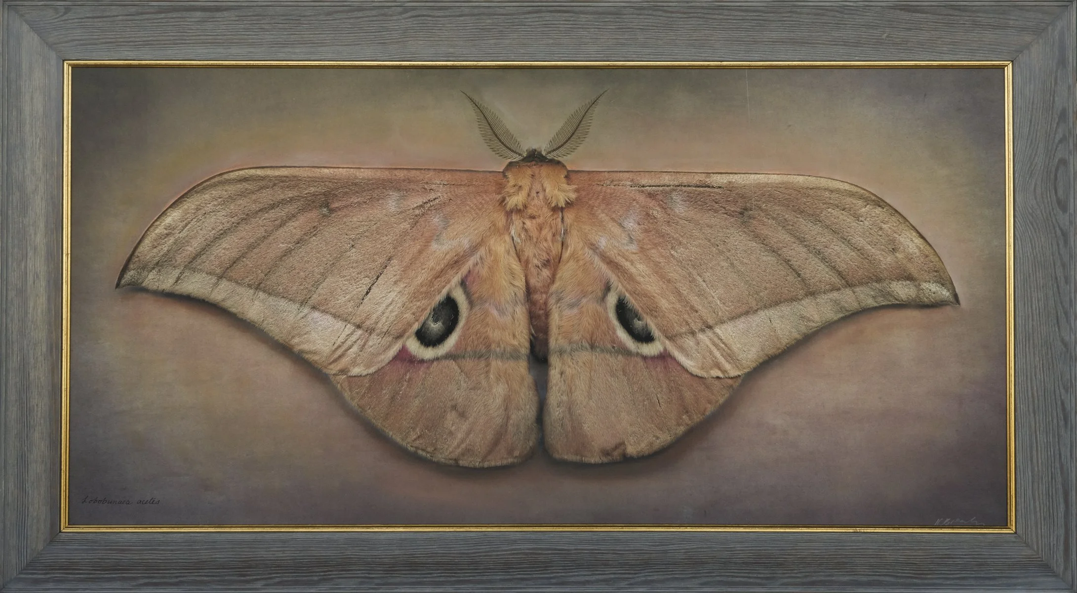   Lobobunaea acetes ll   Image size 20 x 40”  Edition of 20 