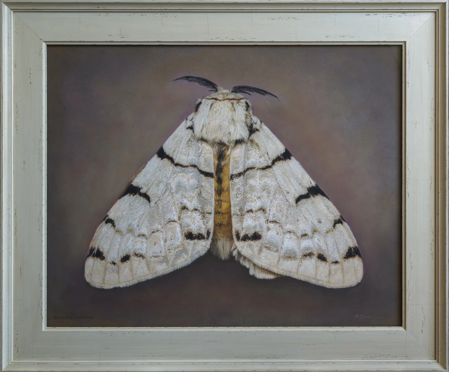   Lymantica veluyinania   Image size 24 x 30 “  Edition of 20 