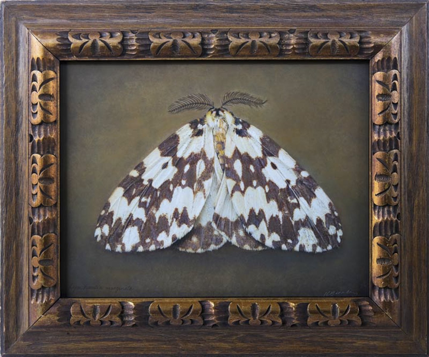   Lymantria monacha   Image size 14 x 18”  Edition of 20 