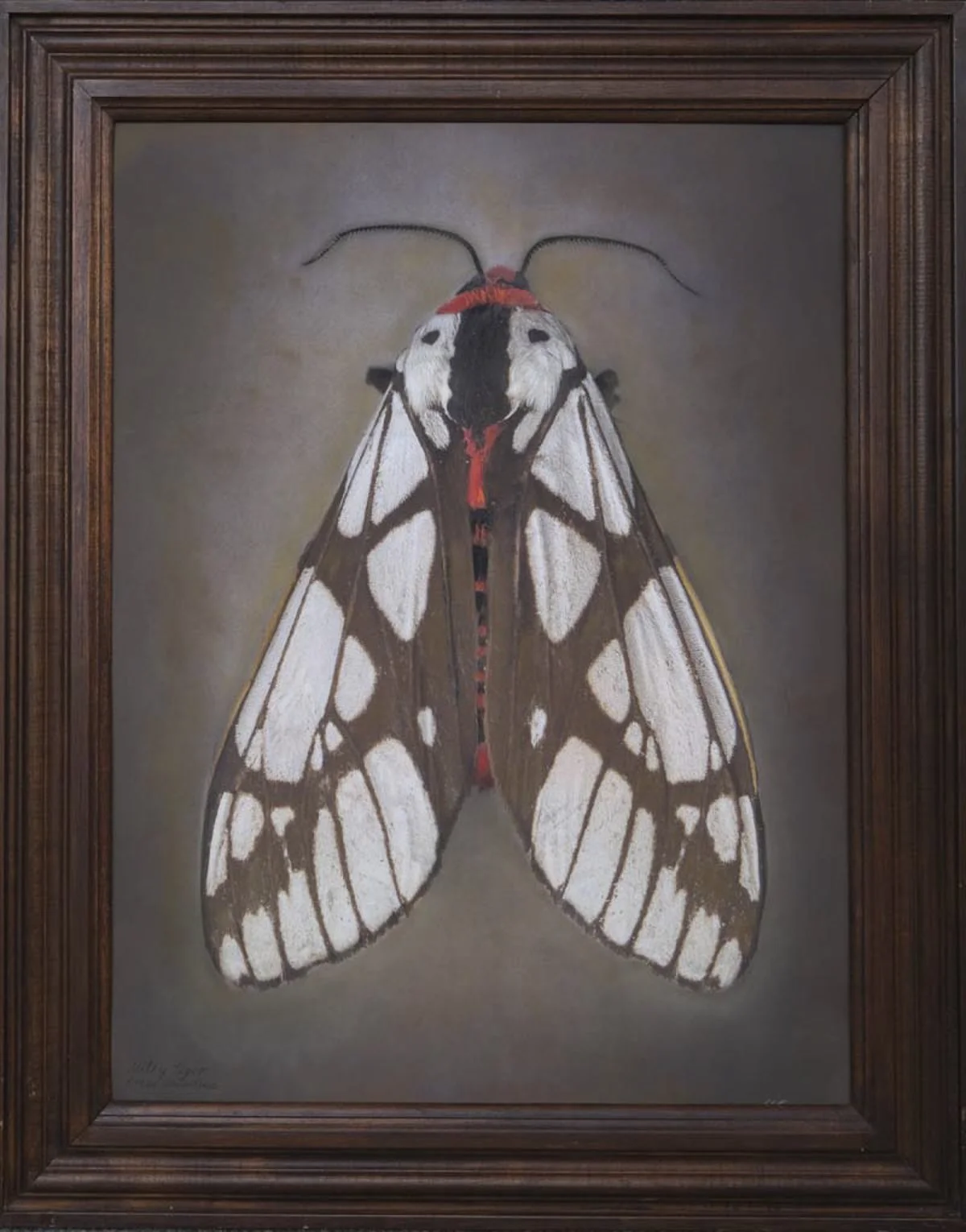  Milky tiger Moth  Areas galactina   Image size 19 x 25”  Edition of 20 