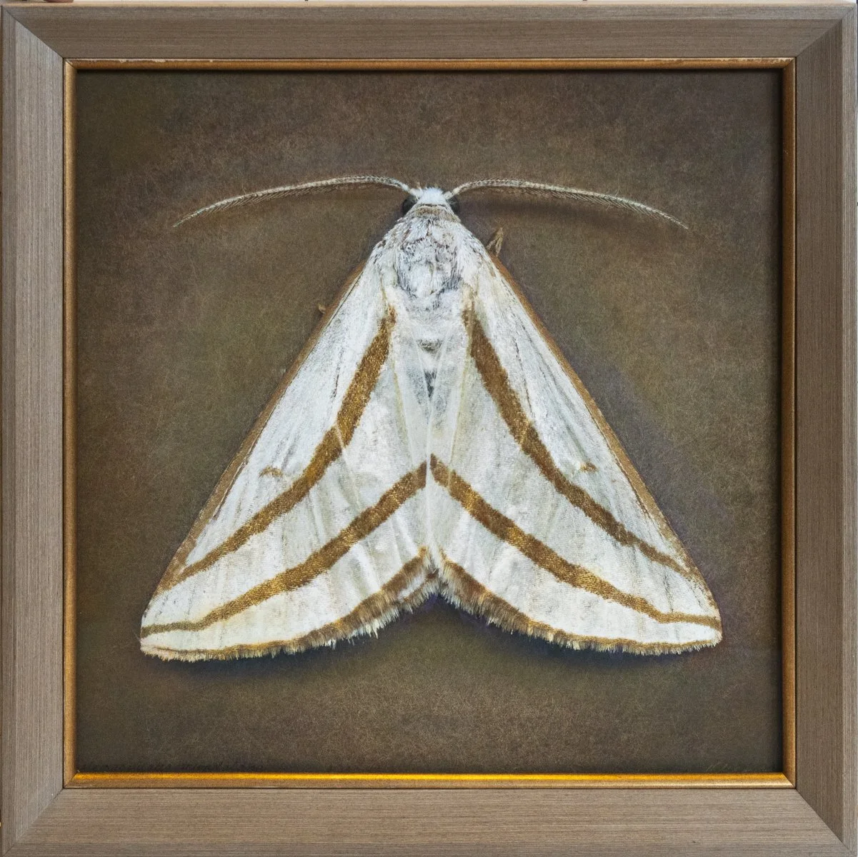   Megaspilates mundataria   Image size 16 x 16 “  Edition of 20 