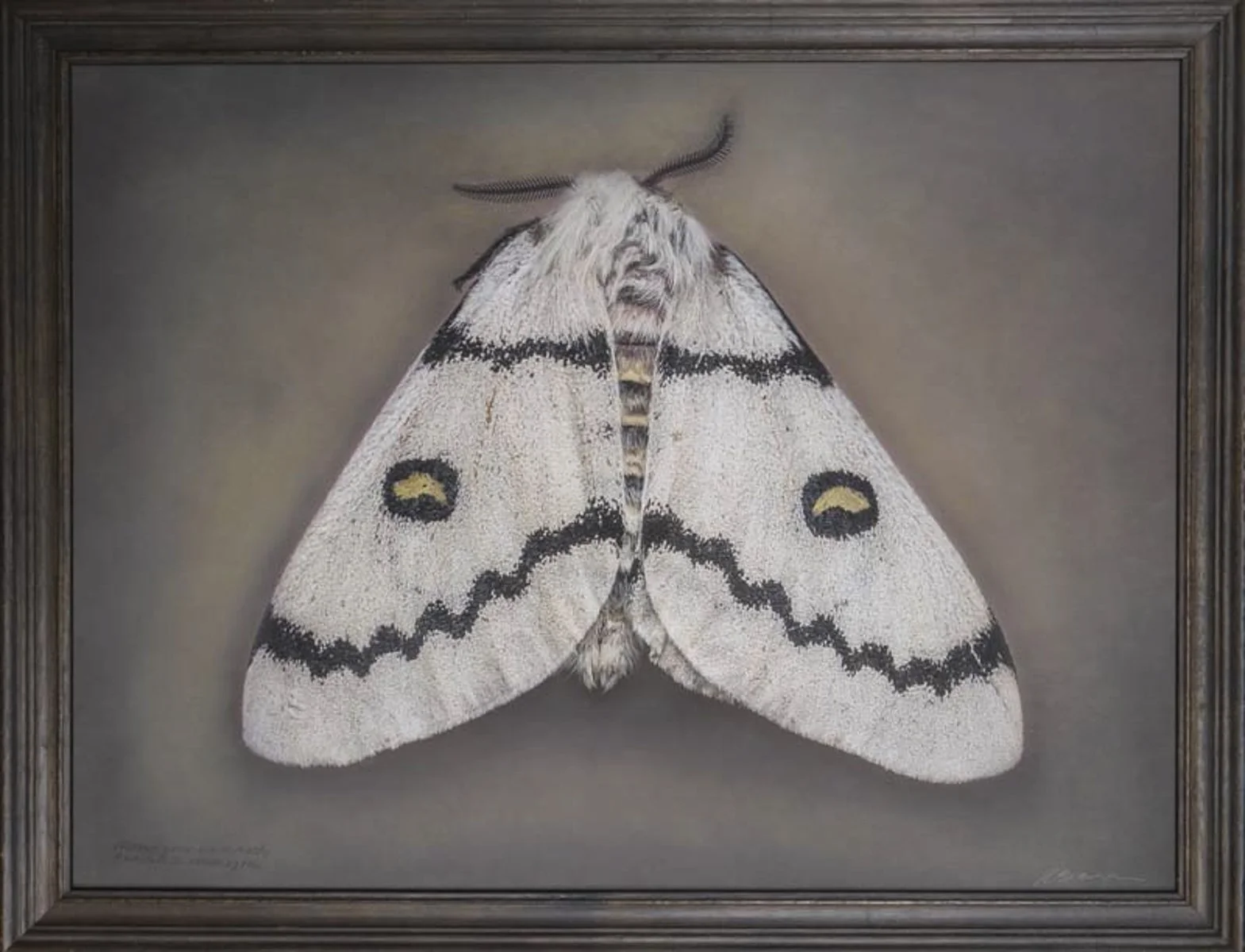  Neumoegen’s buckmoth  Hemileuca neumoegeni   Image size 18 x 24”   Edition of 20 