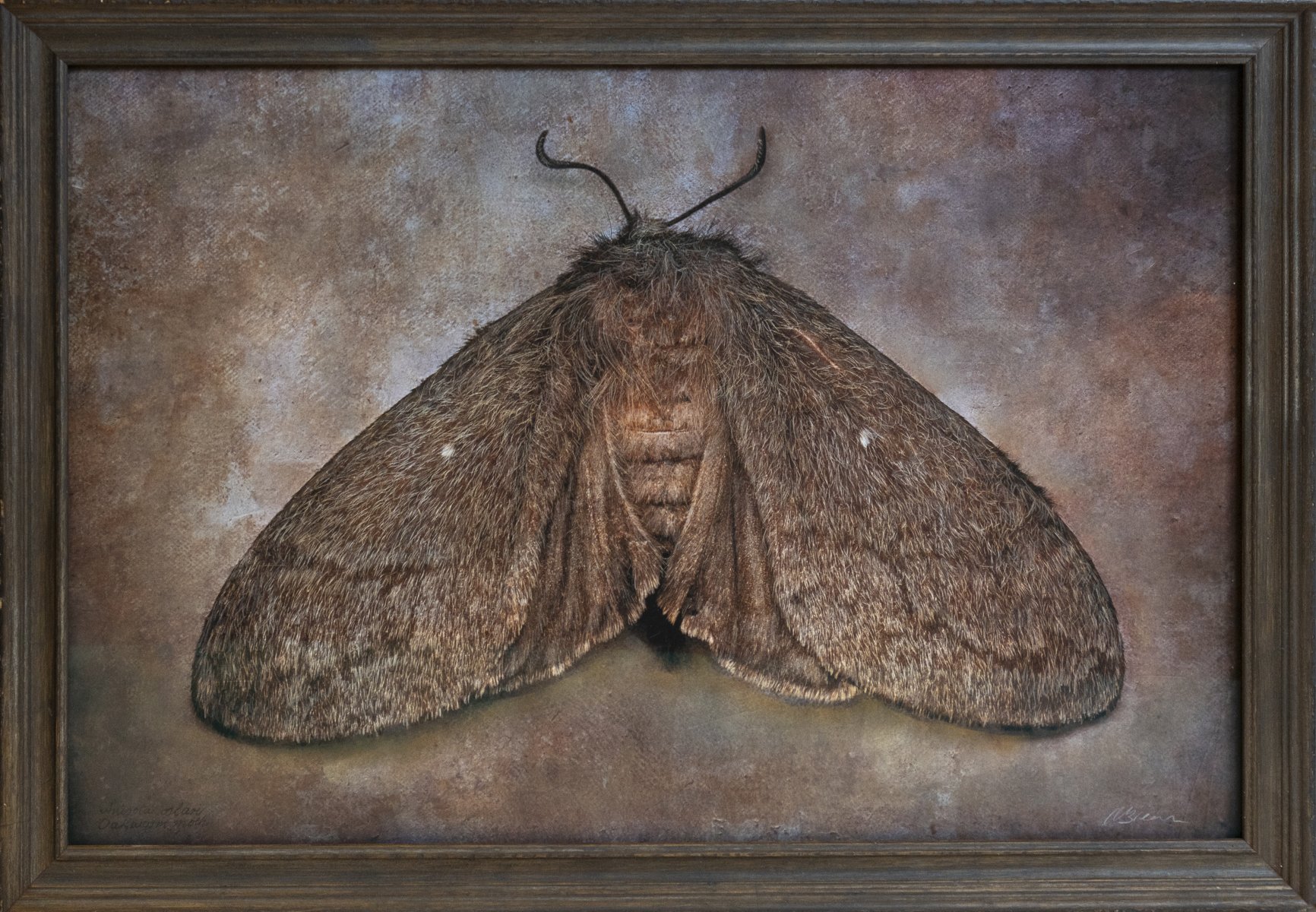   Aniston solar  Oakworm moth  Image size 18 x 24”  Edition of 20 