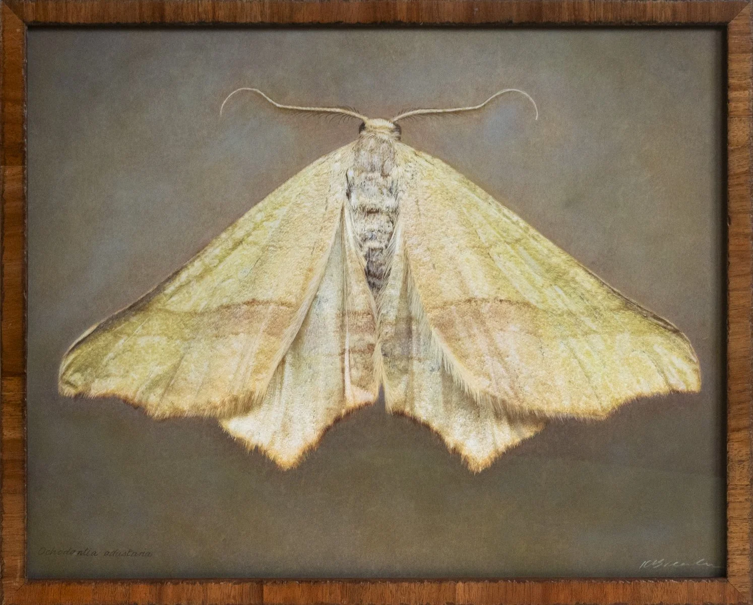   Ochodontia adustaria   Image size 18 x 24”  Edition of 20 