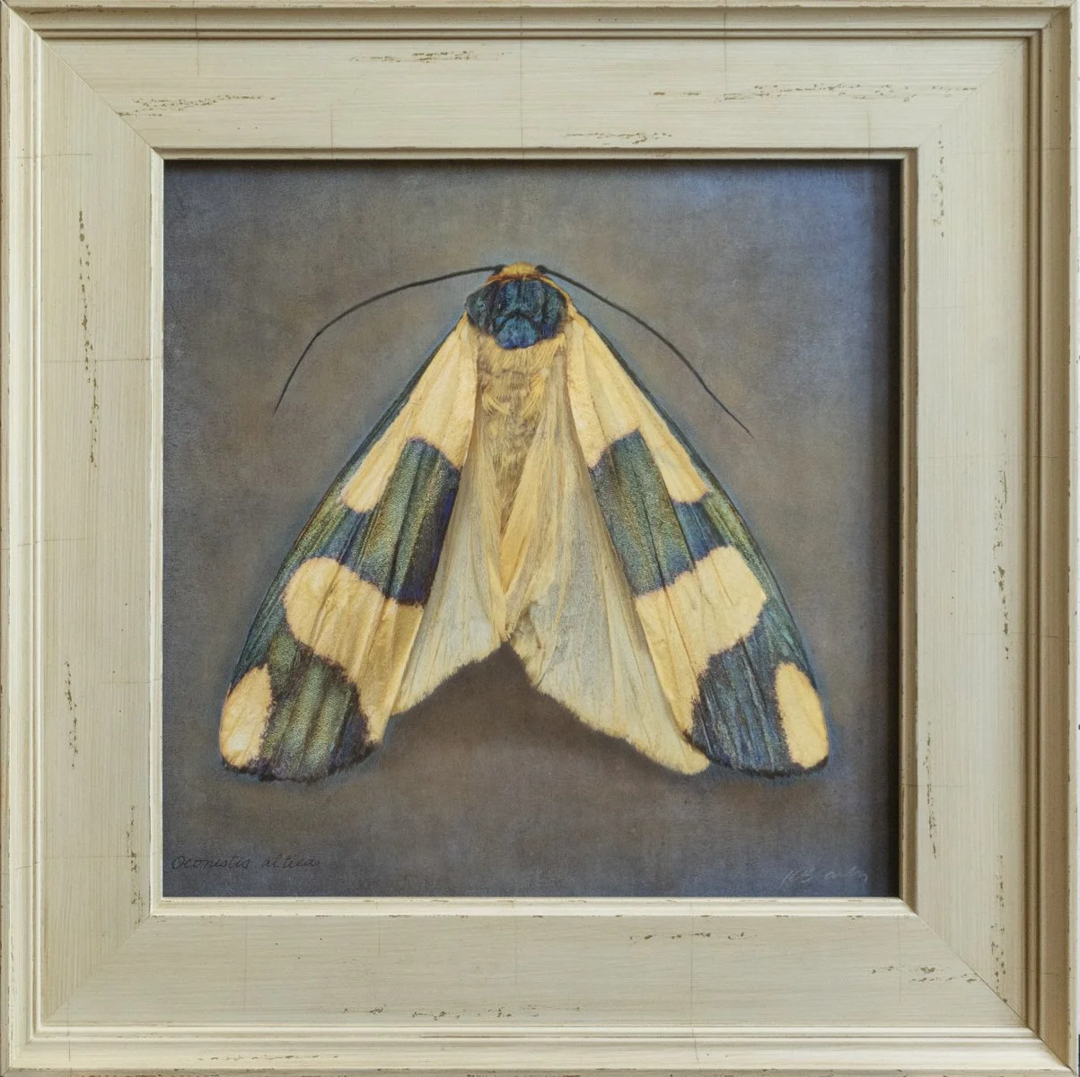   Oeonistis altiea   Image size 12 x 12”  Edition of 20 