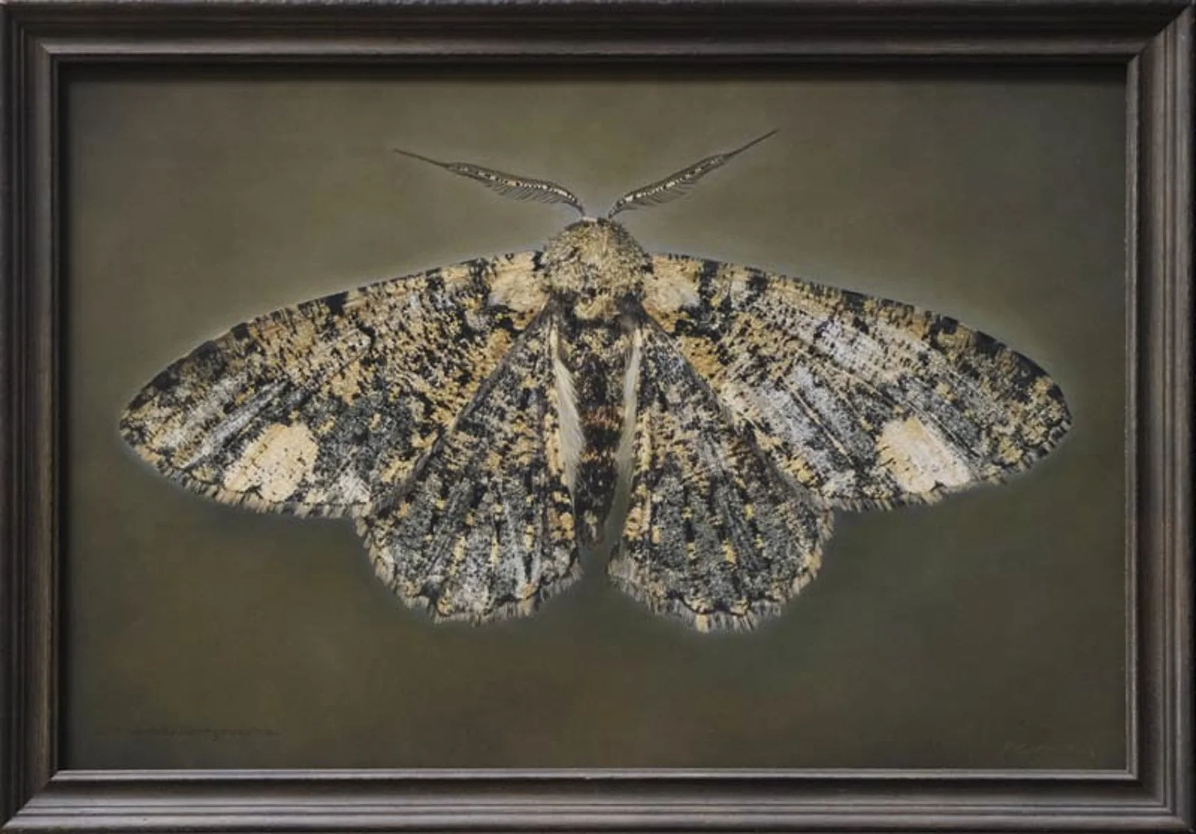   Ophthalmitis xanthypochlora   Image size 16 x 24”  Edition of 20 