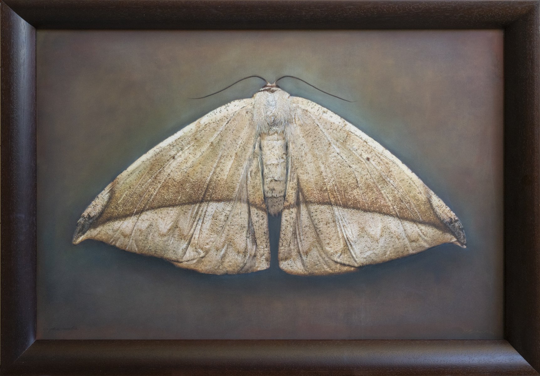   Oxydia vesulis   Image size 24 x 36 “  Edition of 20 