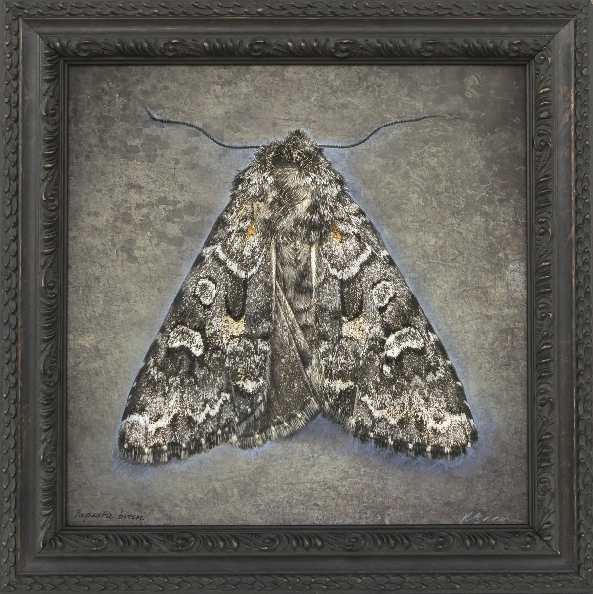   Papesta biren   Image size 13 x 13”  Edition of 20 
