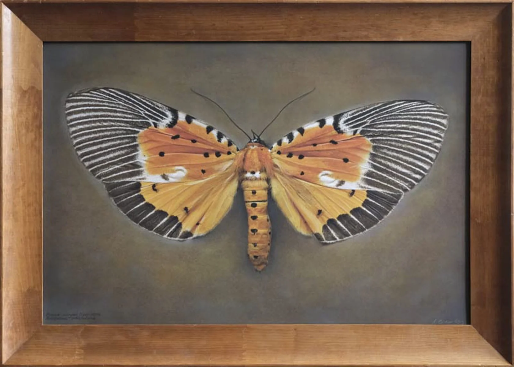   Peridrome subfascia   Image size 20 x 30”   Edition of 20 