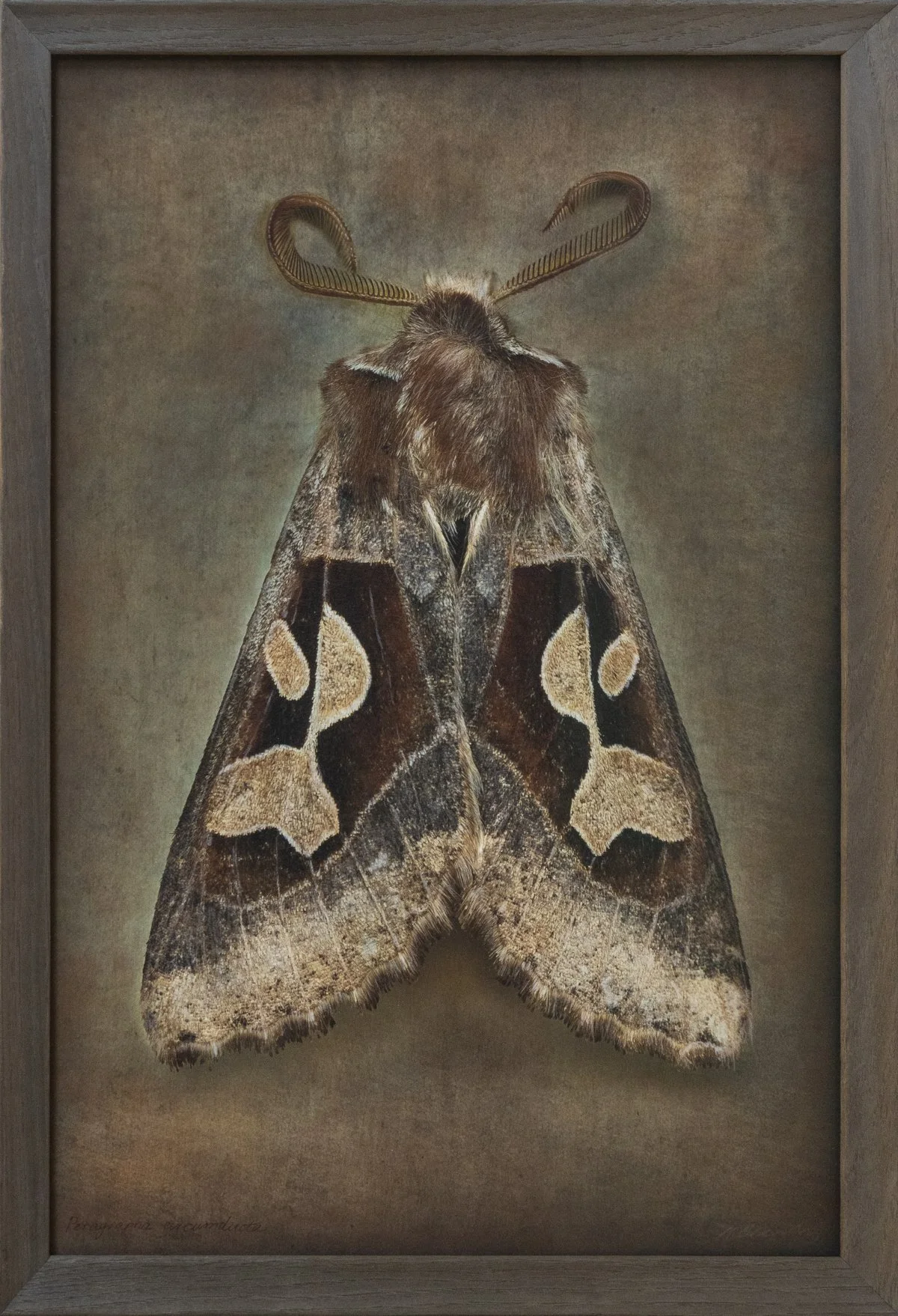   Perigrapha circumducta   Image size 18 x 24”  Edition of 20 