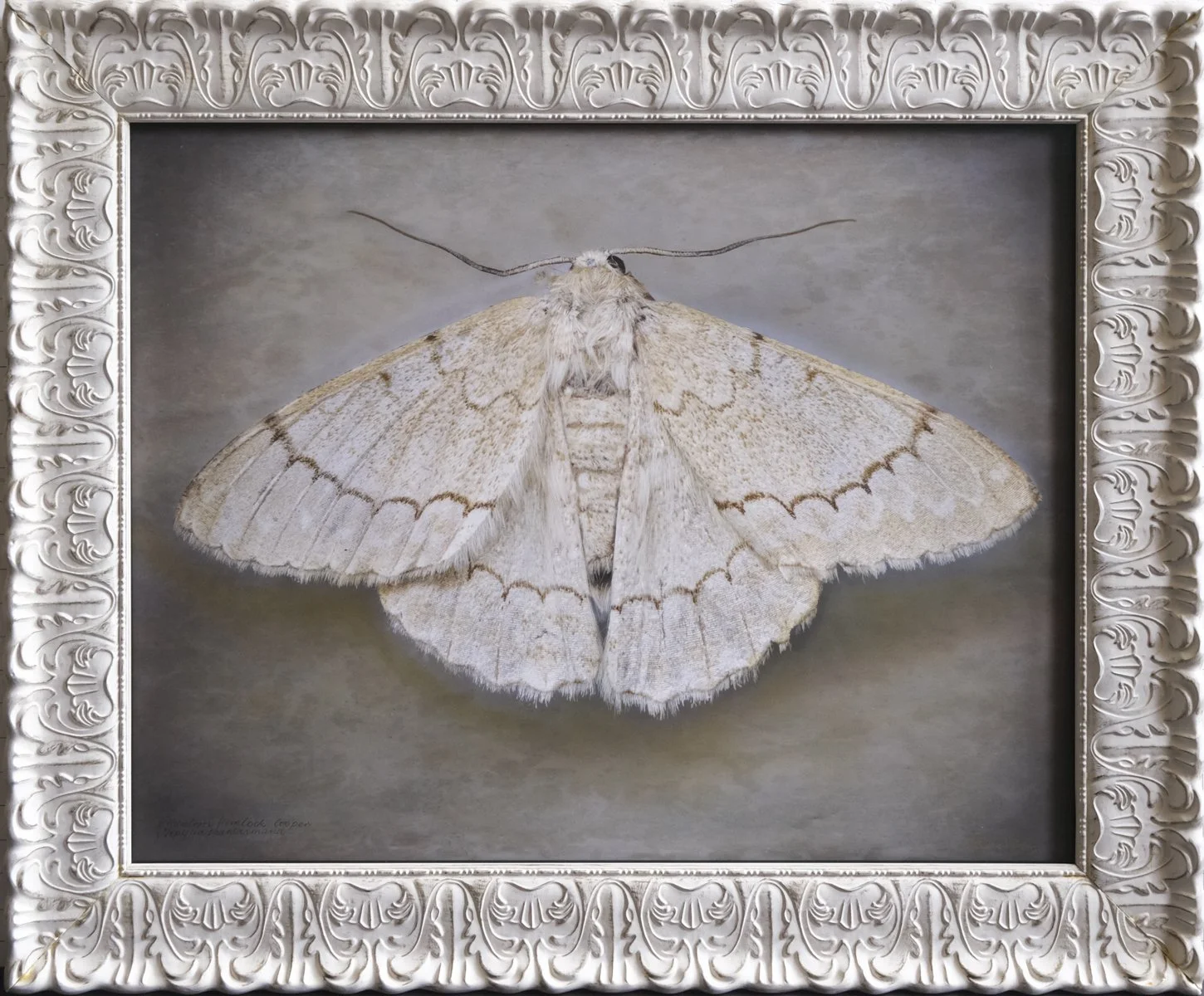  Phantom Hemlock Looper  Nepytia phantasmagoria   Image size 24 x 36”   Edition of 20 