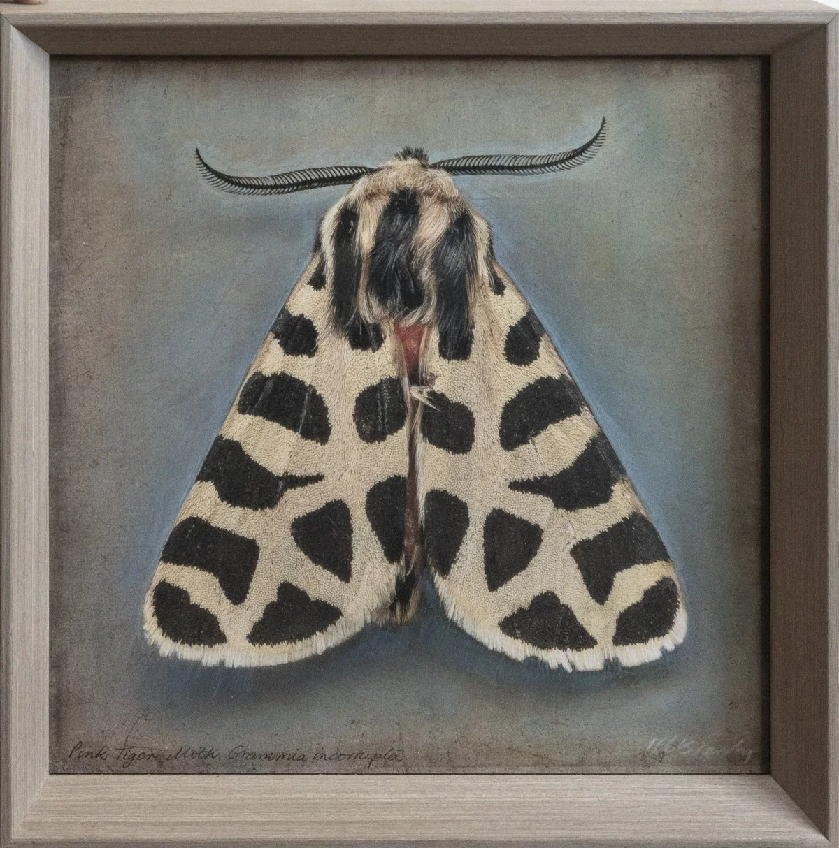  Pink Tiger moth  Grannia incorrupta   Image size 14 x 14”  Edition of 20 