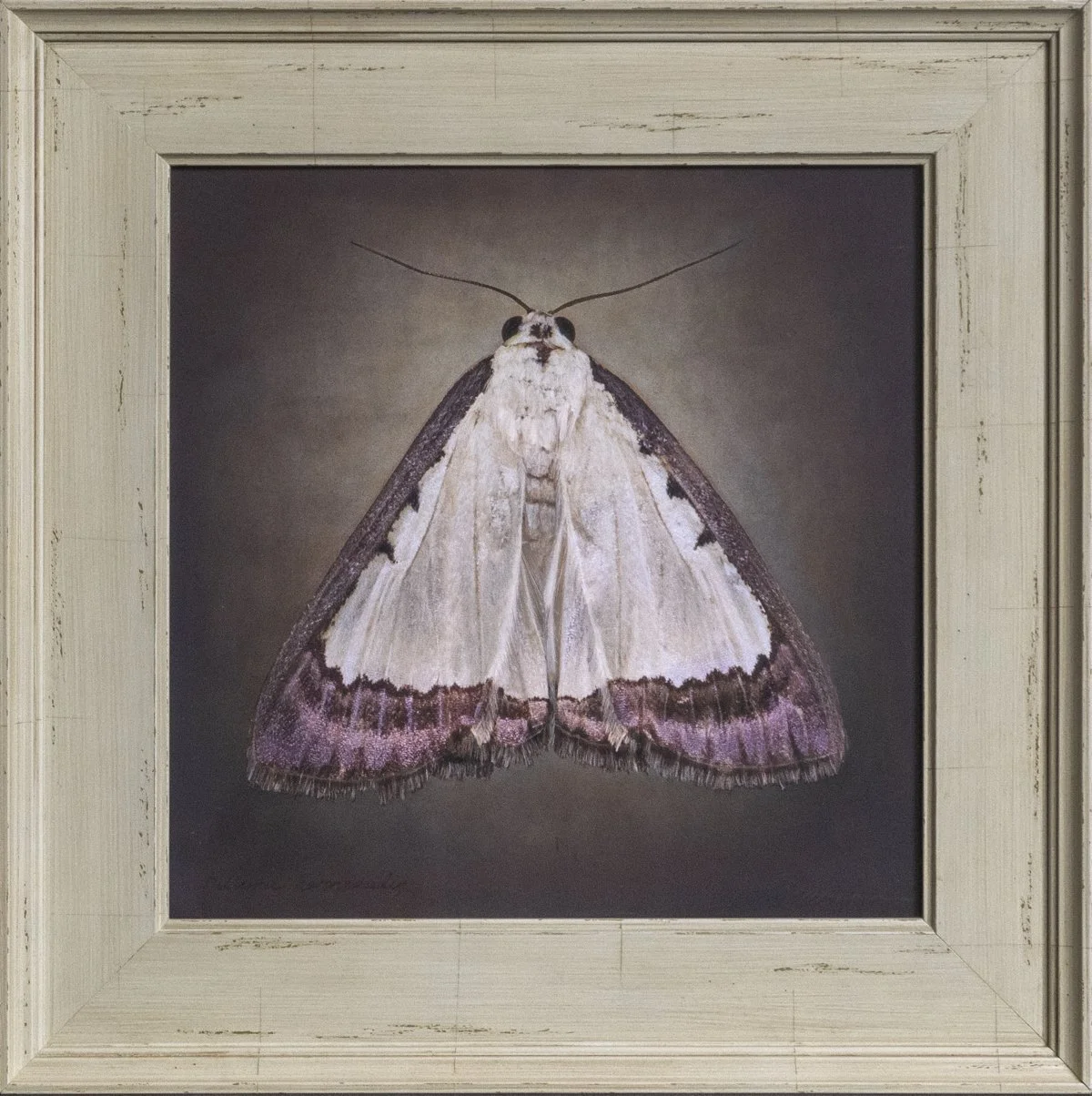   Pitama hermesalis   Image size 12 x 12”  Edition of 20 