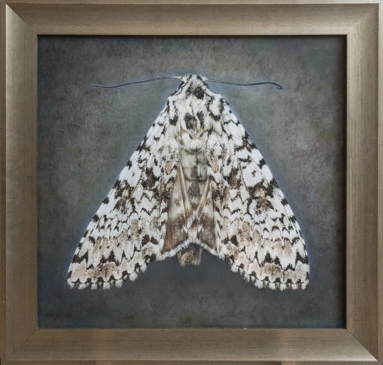   Polia goliath   Image size 24 x 24”  Edition of 20 