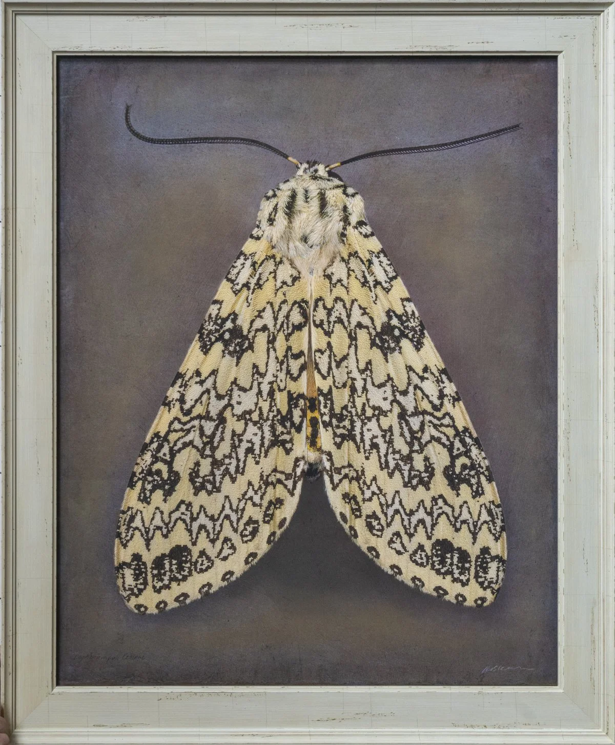   Pophocampa lesieri   Image size 22 x 28“   Edition of 20 