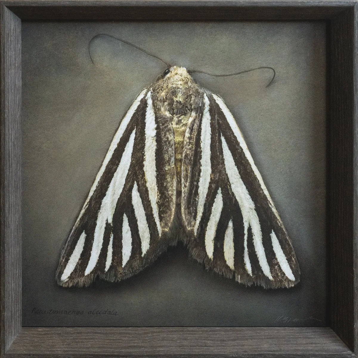   Pitseudomaenas alcidata   Image size 12 x 12”  Edition of 20 