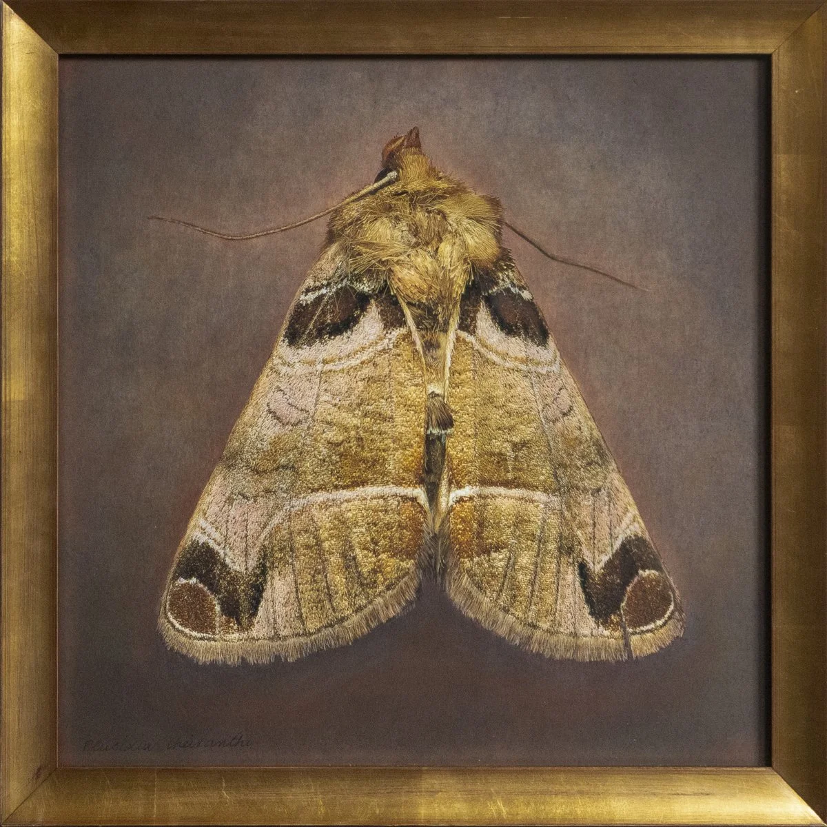   Pulsidia cheiranthi   Image size 16 x 16”  Edition of 20 