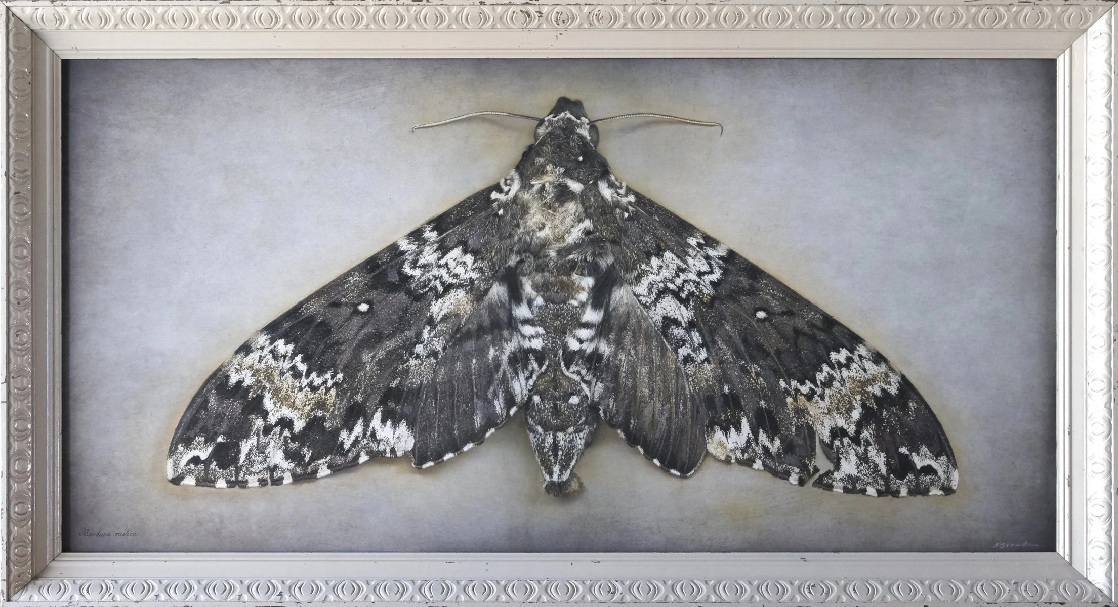  Rustic Sphinx Moth  Maduca rustica   Image size 24 x 48”  Edition of 20 