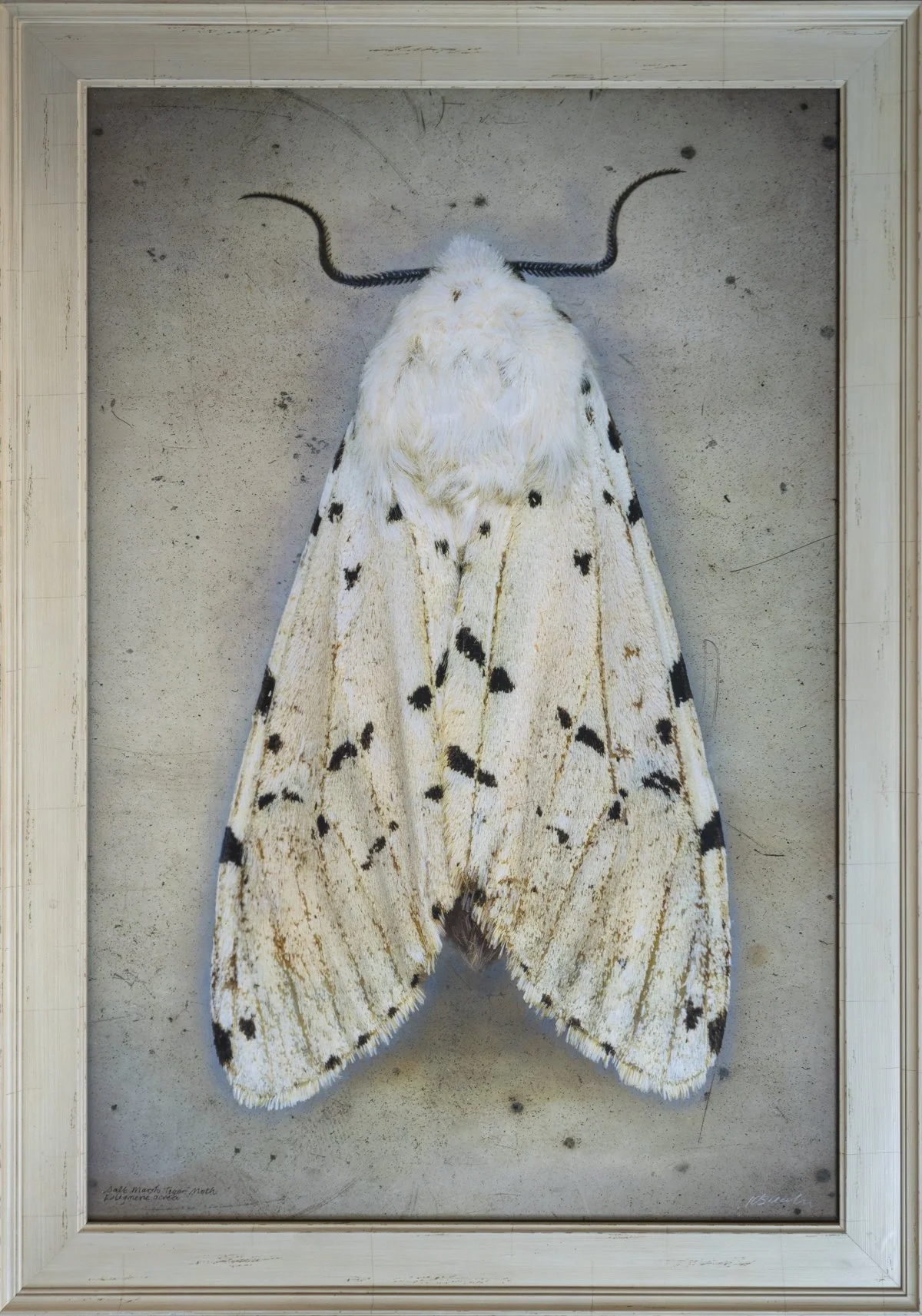  Salt Marsh Tiger Moth,  Estigmene acrea   Image size 24 x 36”  Edition of 20 