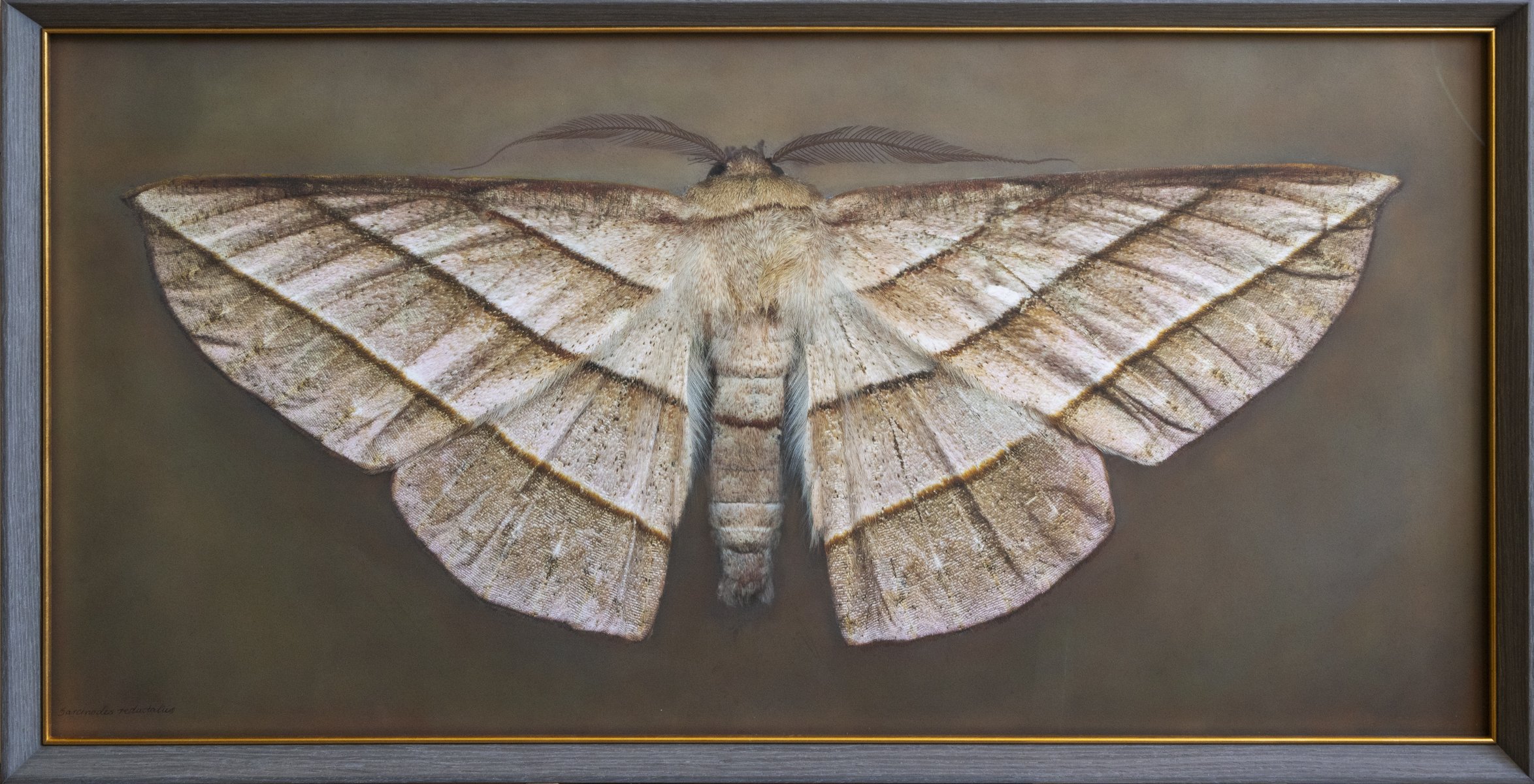   Sarcinodes reductatus   Image size 20 x 40”  Edition of 20 