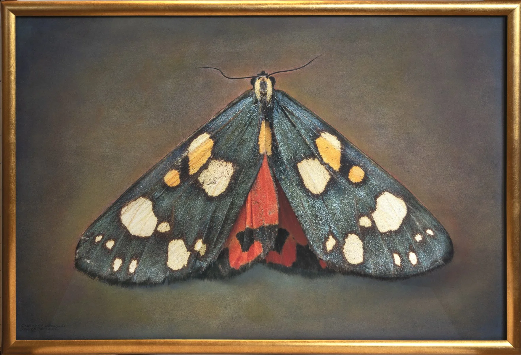  Scarlet Tiger Moth  Callimorpa dominula   Image size 24 x 36”   Edition of 20 