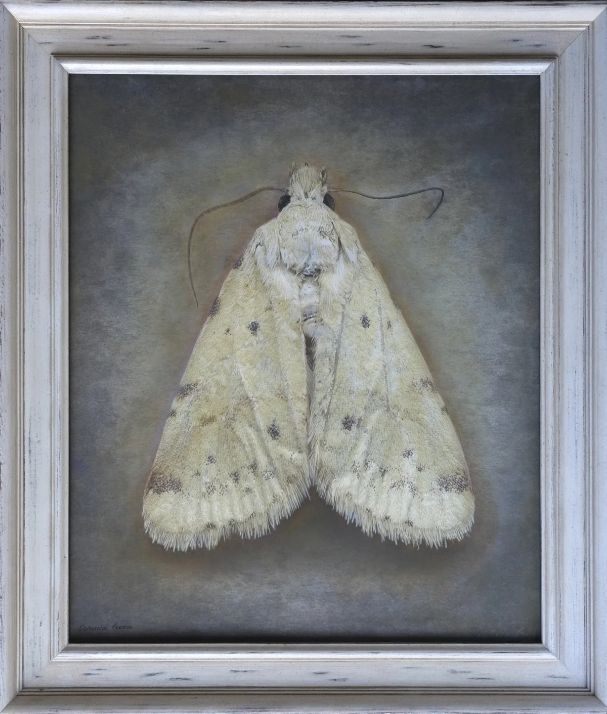   Schinia luxa   Image size 20 x 24”  Edition of 20 