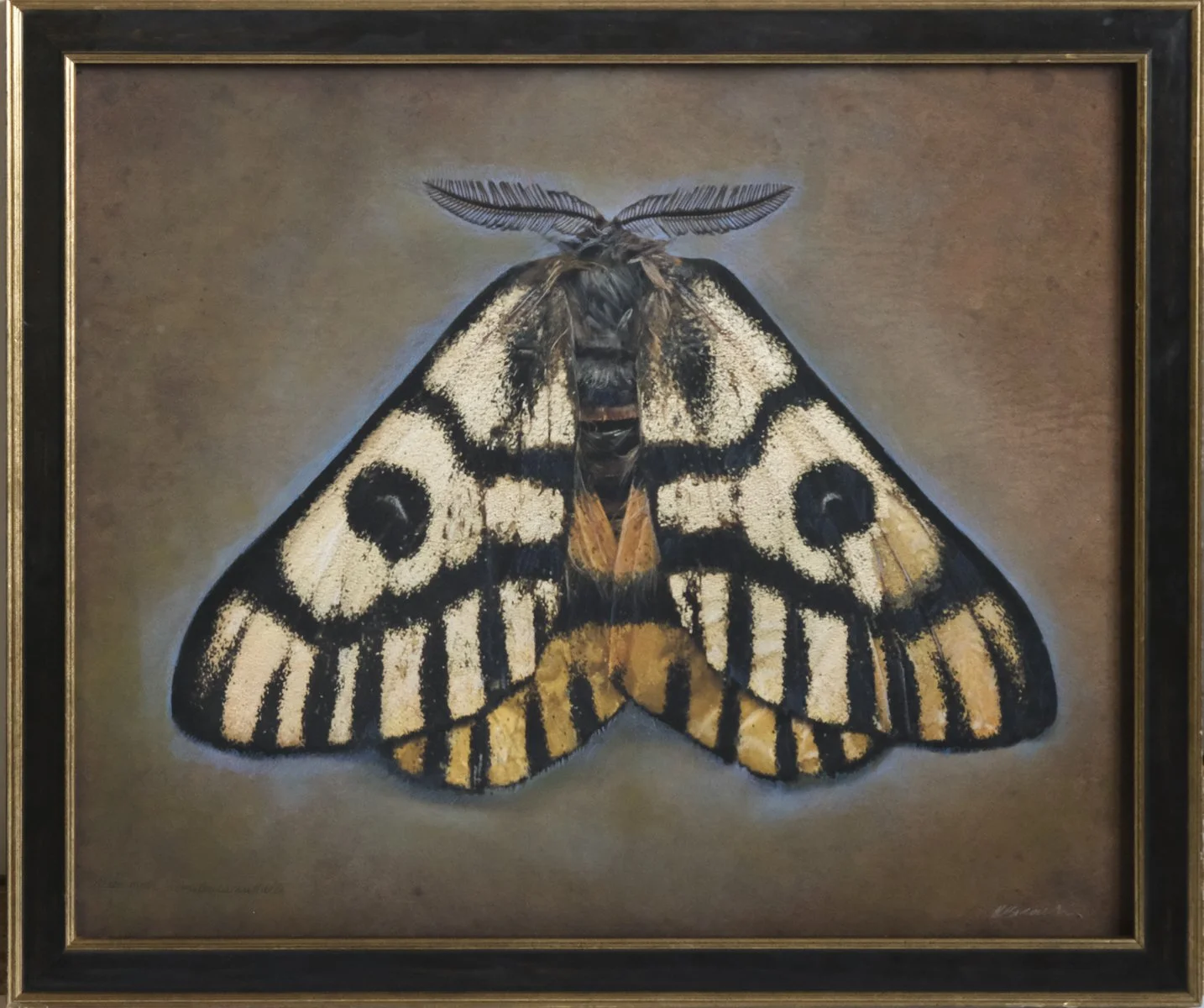  Sheep Moth  Hemileuca nuttalli   Image size 20 x 24”  Edition of 20 