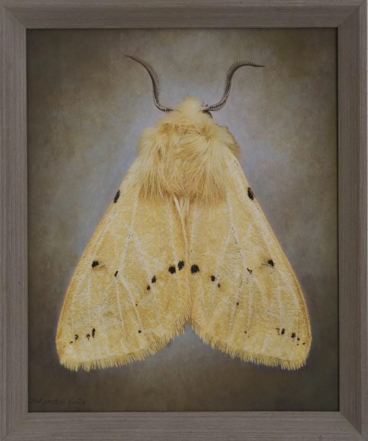   Spilarctia lutea   Image size 14 x 17”  Edition of 20 
