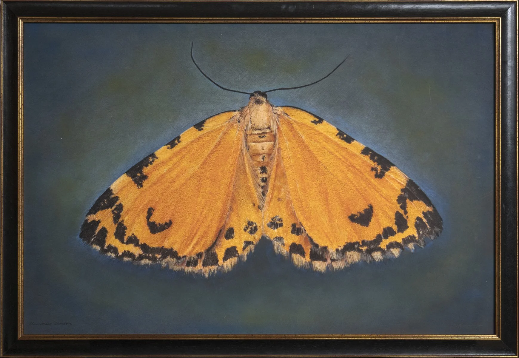   Stamnodes danilovi   Image size 24 x 36”  Edition of 20 