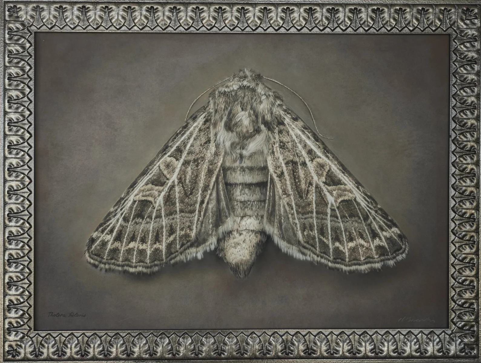   Tholera hilaris   Image size 18 x 25”   Edition of 20 