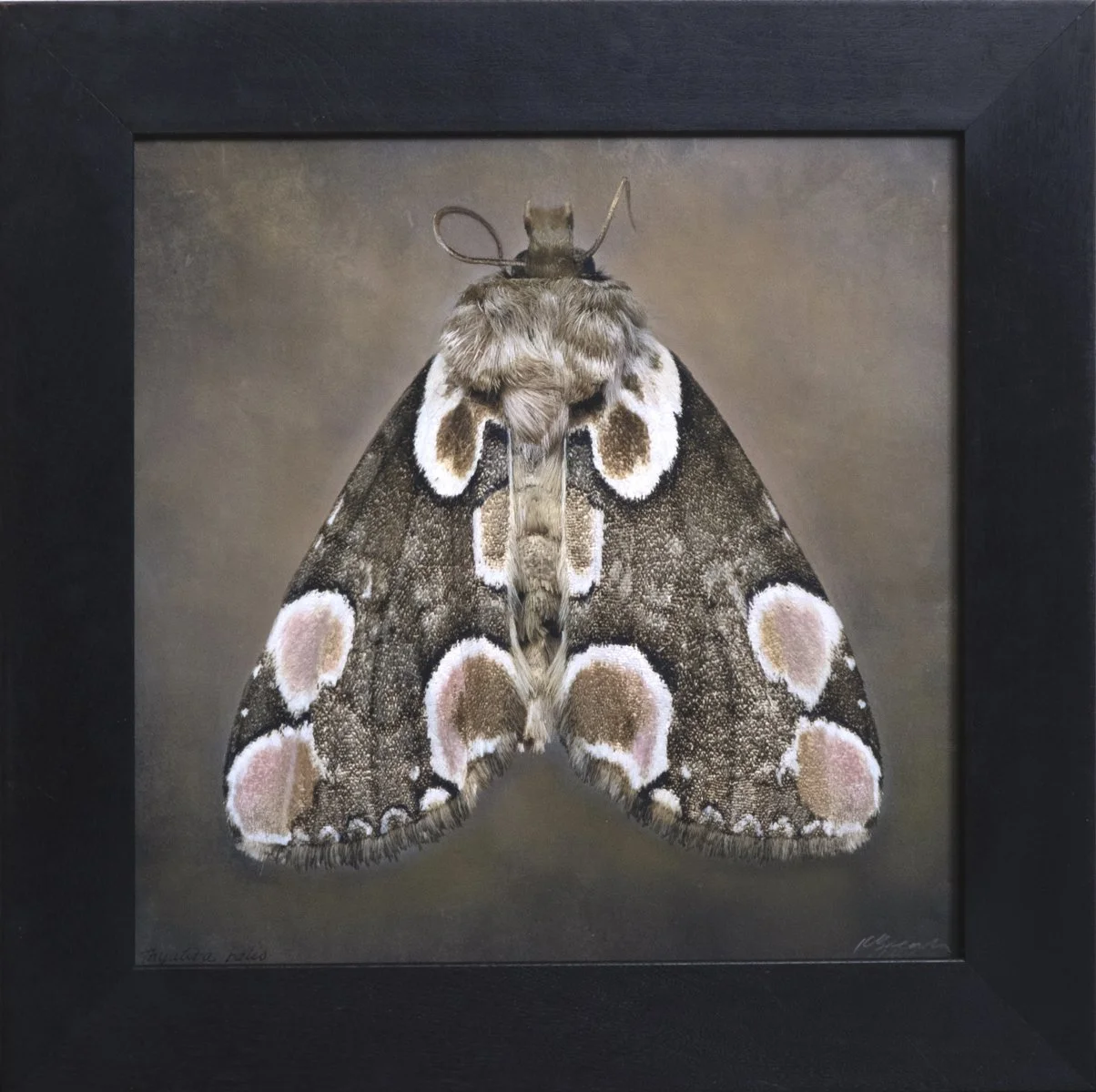   Thyatira batis   Image size 18 x 18“  Edition of 20 