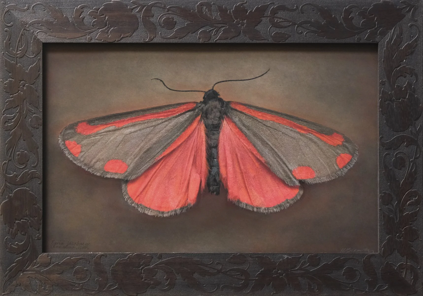   Tyria jacobaea   Image size 15 x 28”  Edition of 20 