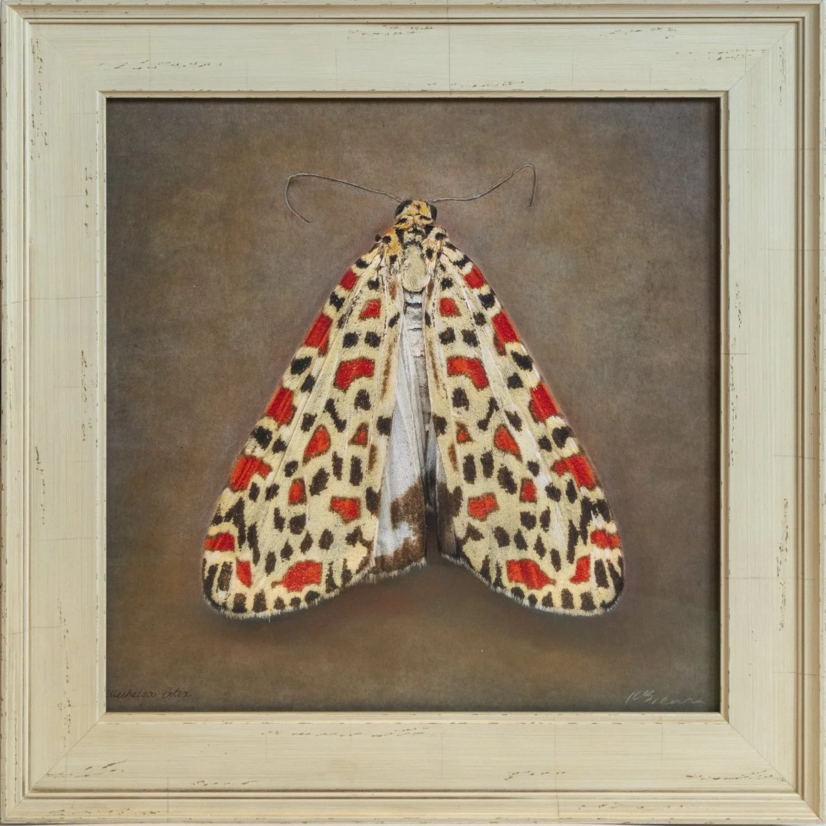   Utetheisa lotrix   Image size 16 x 16”  Edition of 20 