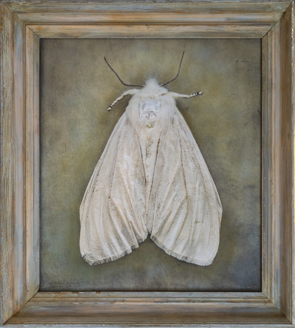  Virginian Tiger Moth  Spilosma Virginia   Image size 20 x 24”  Edition of 20 