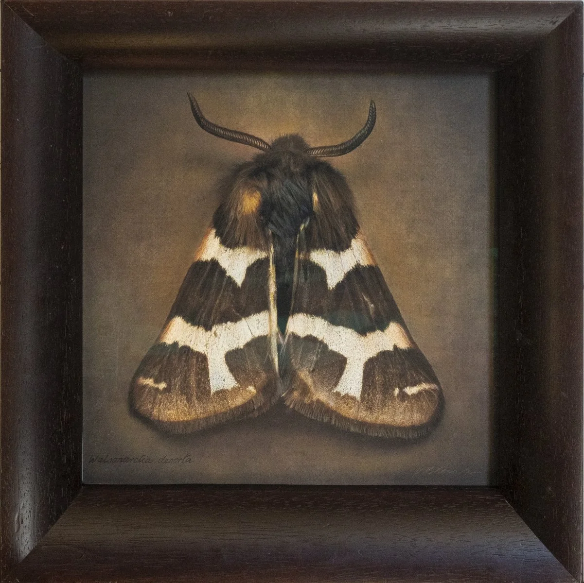   Watsonarctia deserta   Image size 12 x 12 “  Edition of 20 