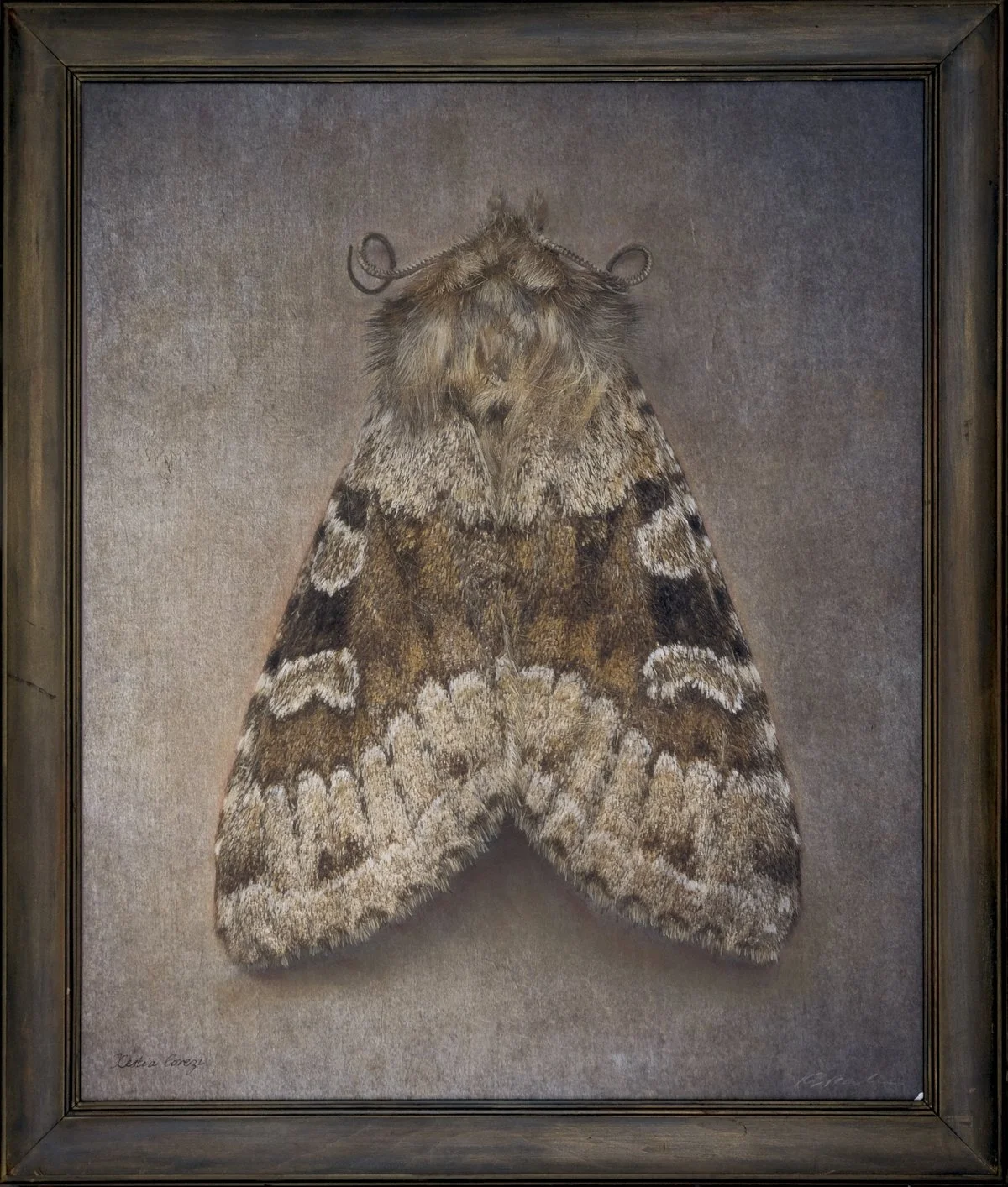   Xestia lorezi   Image size 20 x 24”  Edition of 20 