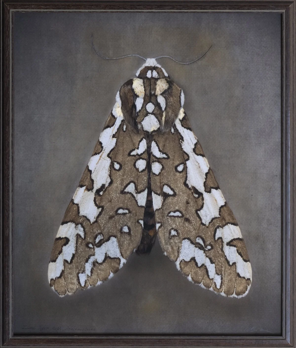  Zuni Tiger Moth  Arachnis zuni   Image size 20 x 24”  Edition of 20 