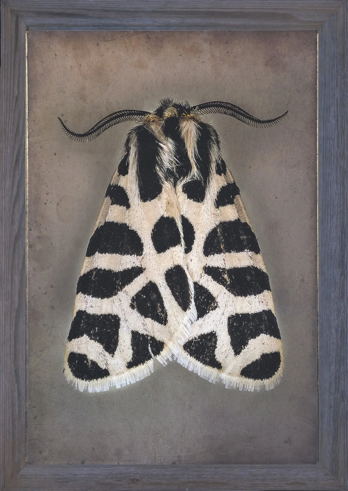  Tiger Moth  Apantesis incorrupta   Image size 24 x 36”   Edition of 20 