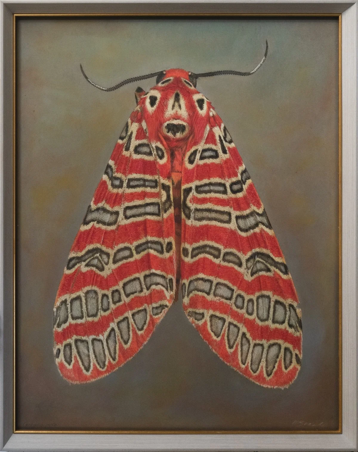   Taragina picta   Image size 24 x 32”  Edition of 20 