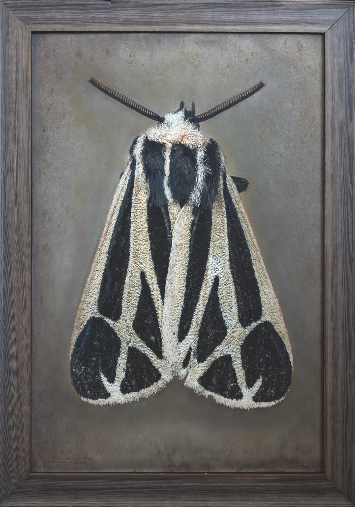  Harnessed Tiger Moth  Apantesis phalerata   Image size 24 x 36”   Edition of 20 