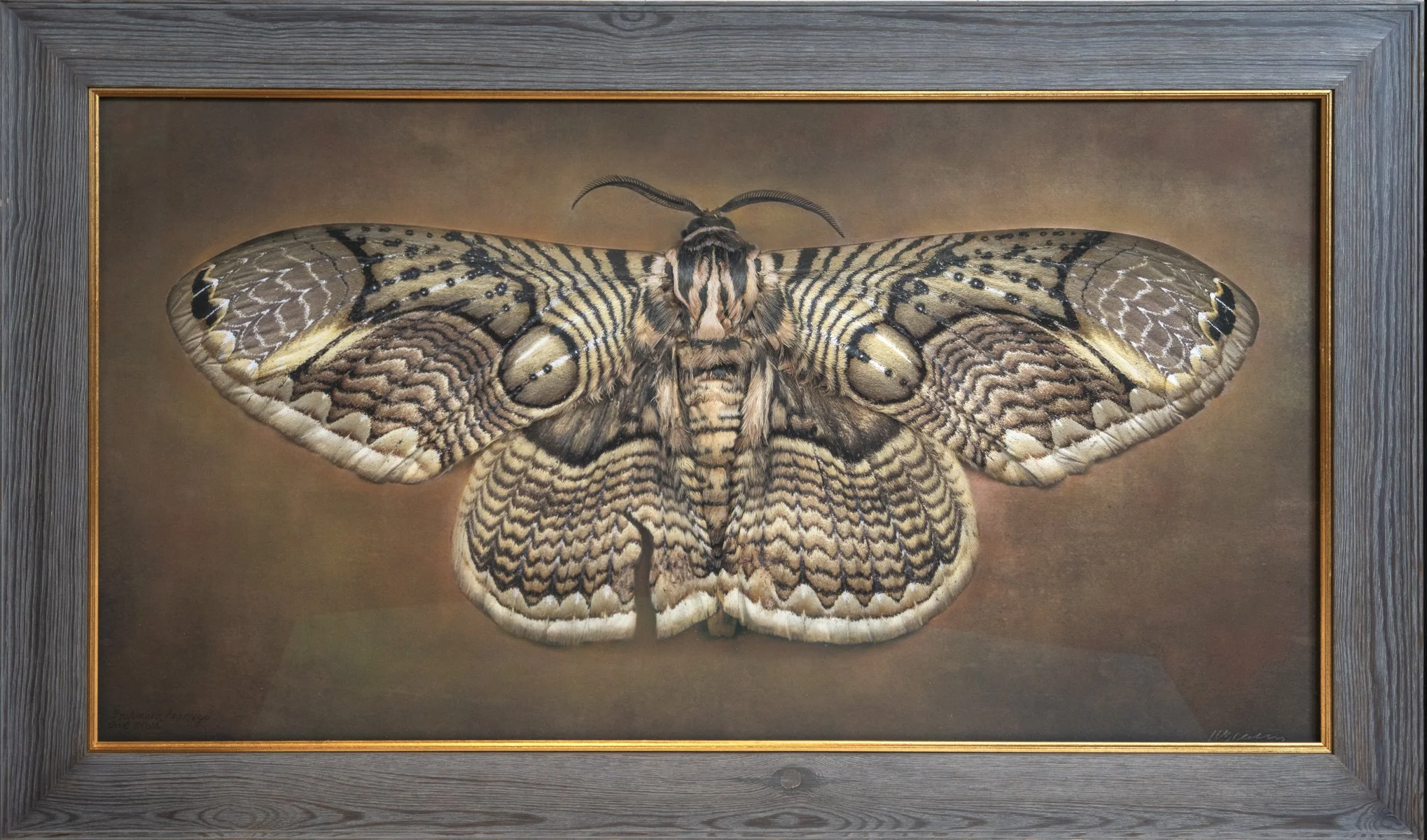  Owl Moth  Brahmaea hearseyi   Image size 24 x 36 ”    Edition of 20 