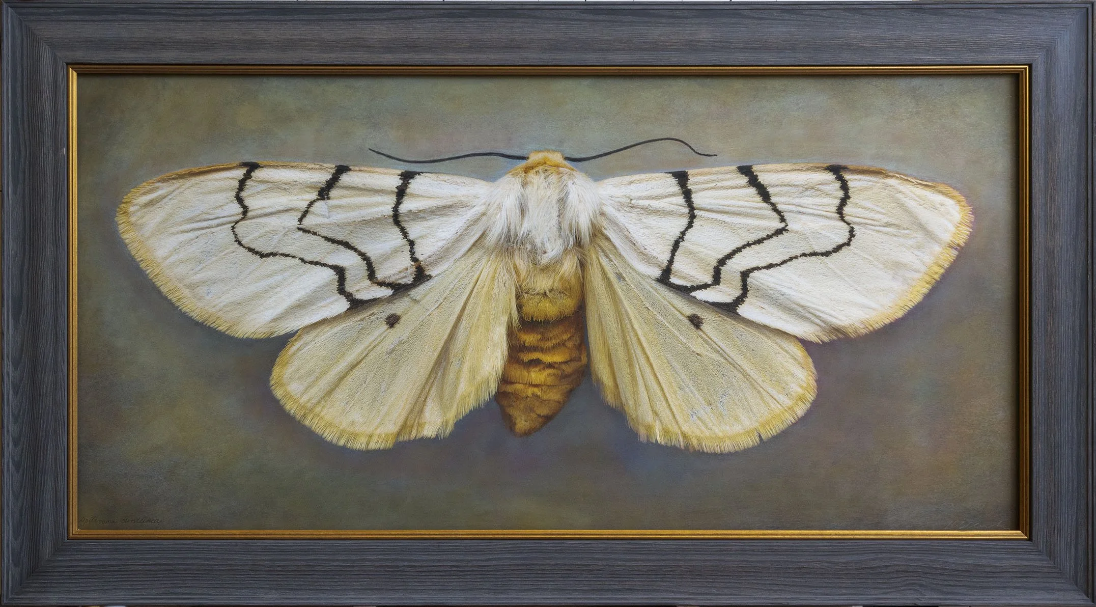   Spilosome curvilinea   Image size 20 x 40”  Edition of 20 