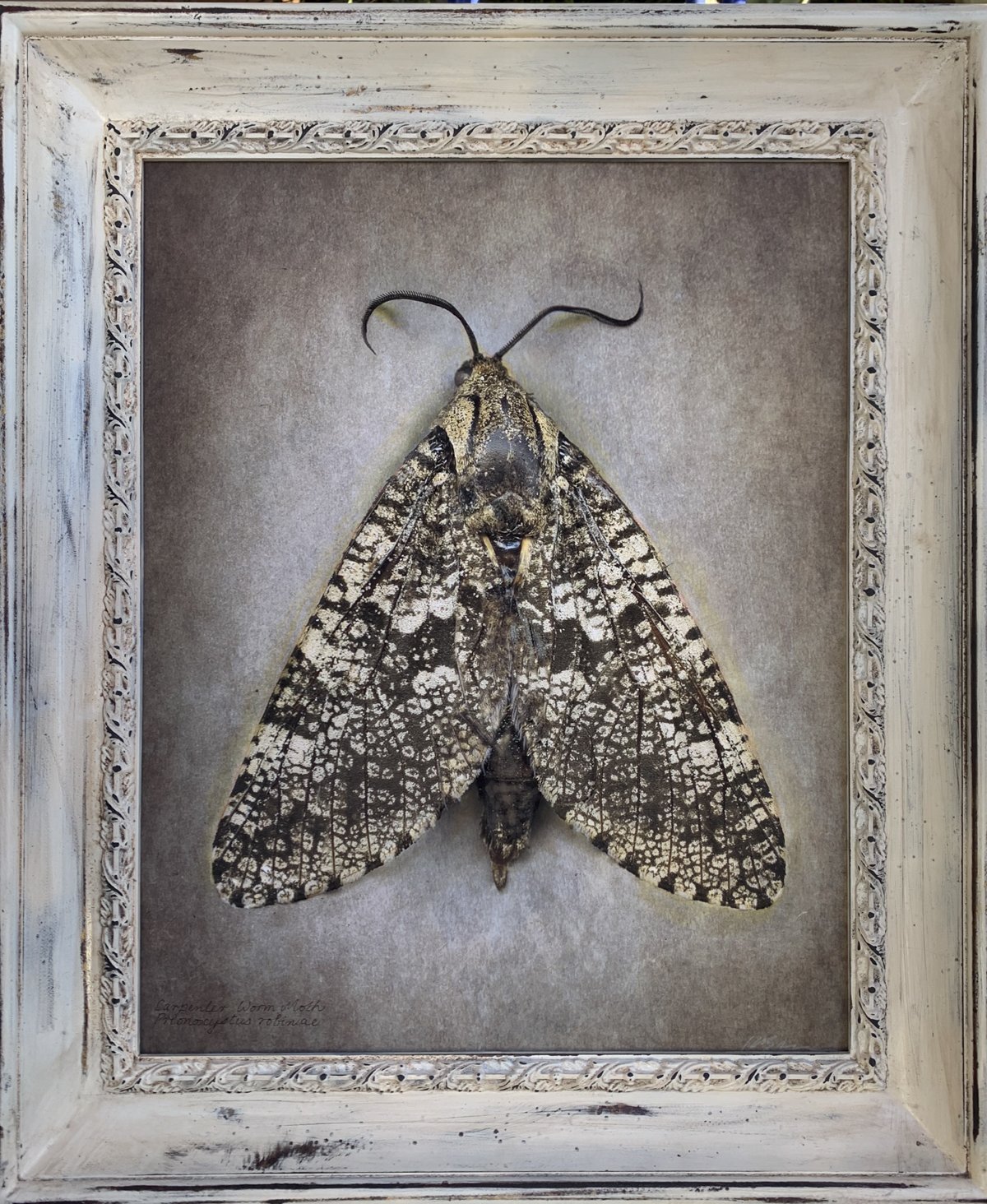   Prionoxystus robiniae   Image size 20 x 24”  Edition of 20 