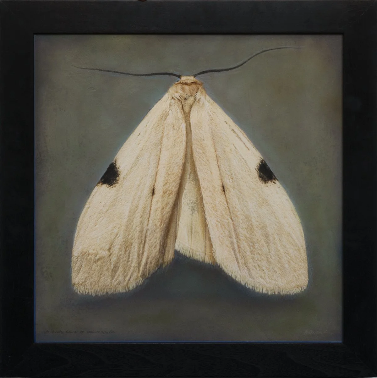   Archithodsisa sp.costimacula   Image size 12 x 12”  Edition of 20 