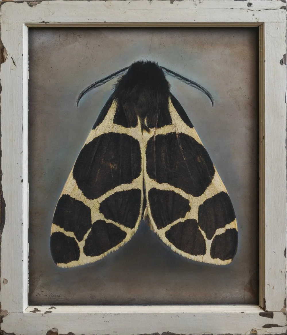   Arctia flavia   Image size 20 x 24”  Edition of 20 